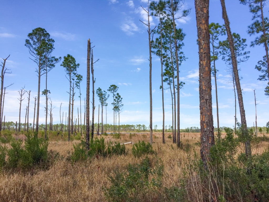 Prairie views along the Florida Trail Hiking in Ocala National Forest